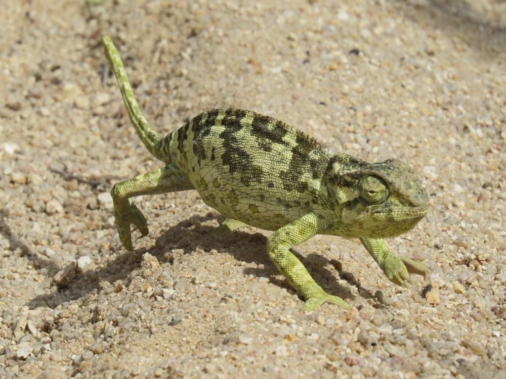 Caméléon dans le sable