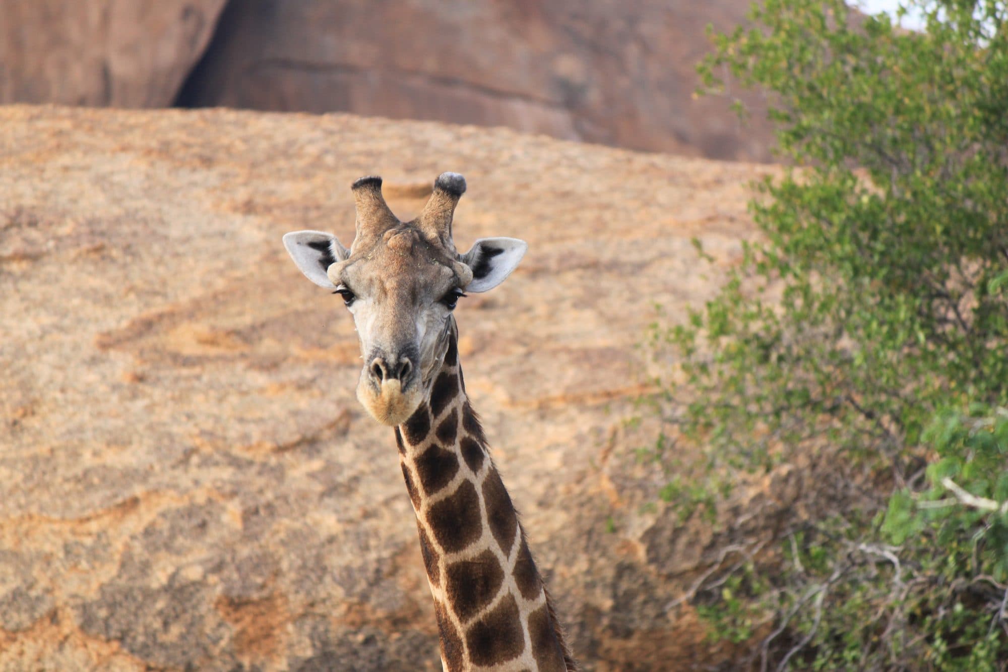 Girafe