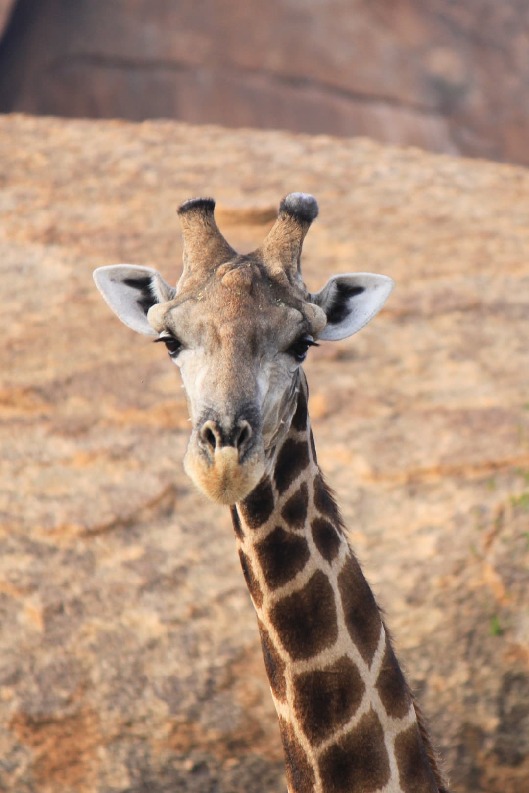 Portrait d'une girafe devant des rochers