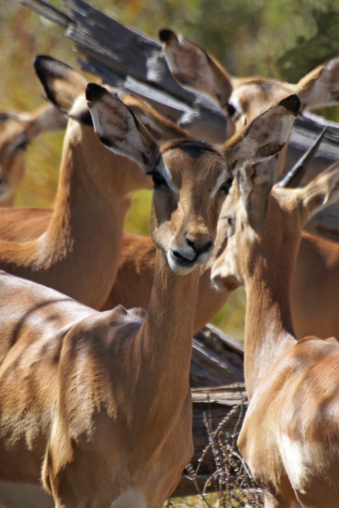 Impalas communs dans la végétation