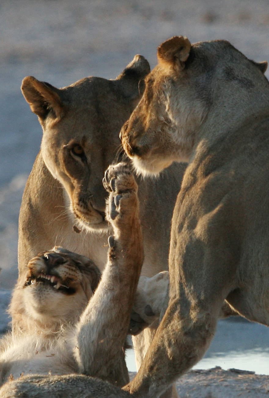 Lionnes et lionceau au point d'eau, parc d'Etosha