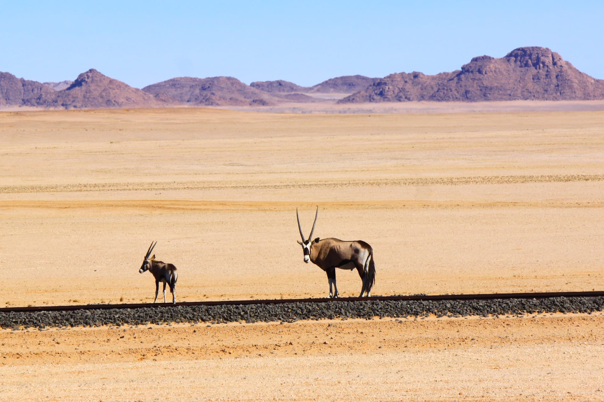 Deux oryx dans le désert namibien, devant des montagnes