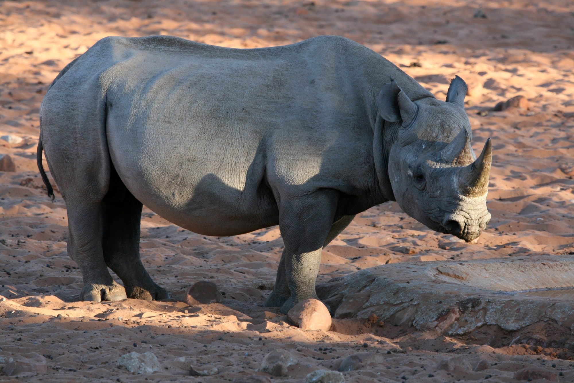 Rhinocéros noir