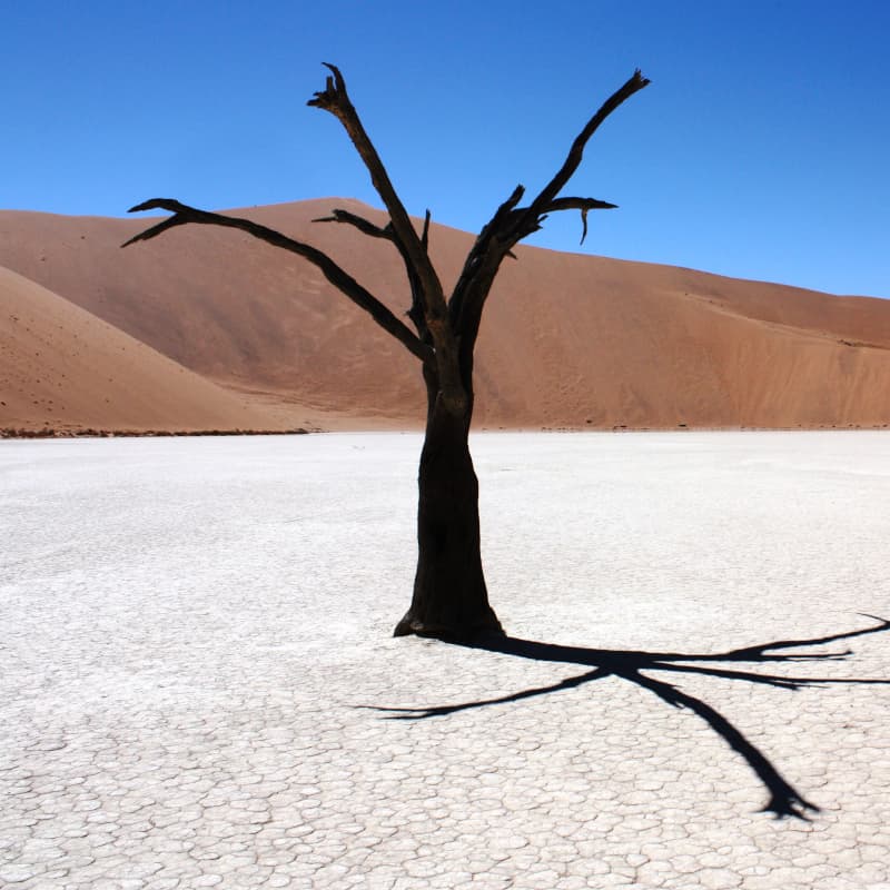 Arbre mort devant une dune rouge à Sossusvlei