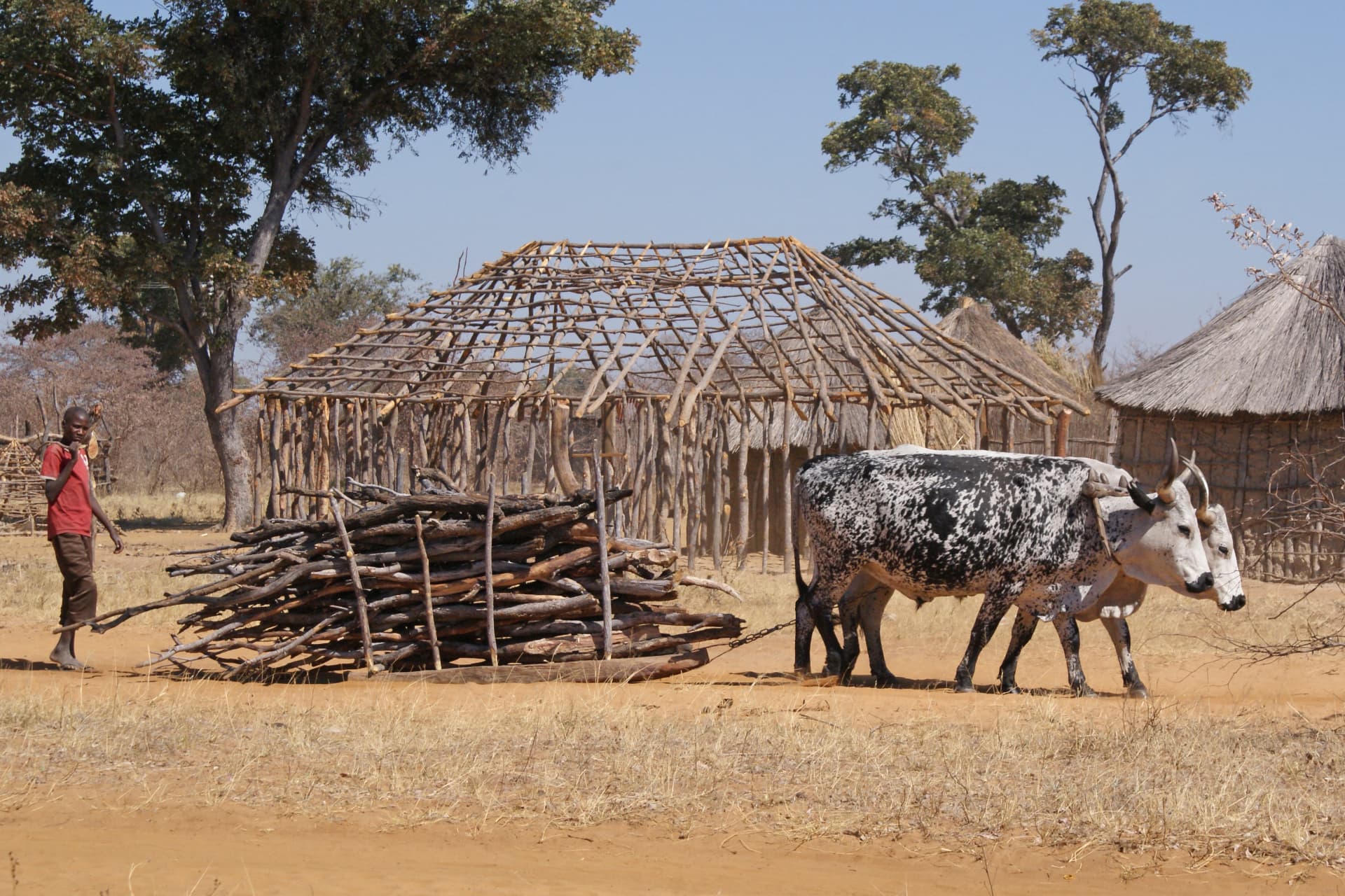 Traîneau tiré par des bœufs dans un village de l'Okavango